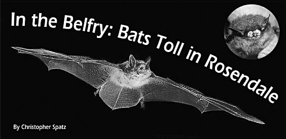 Top inset: Close-up of little brown bat with White Nose Syndrome